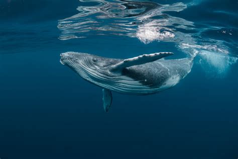 iwc blue whale|who protects whales.